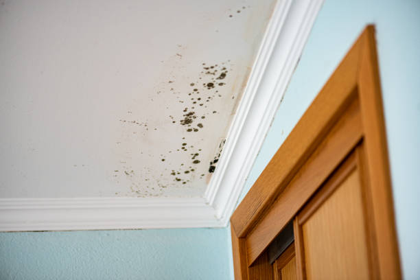 Best Mold Testing and Inspection Services in Sylvester, GA
