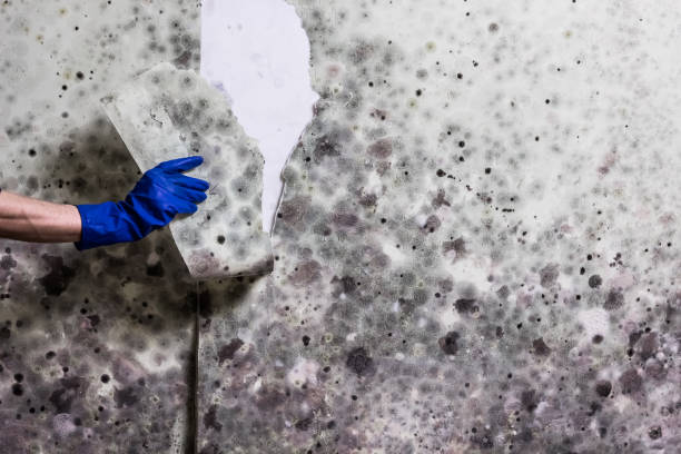 Best Commercial Mold Remediation in Sylvester, GA